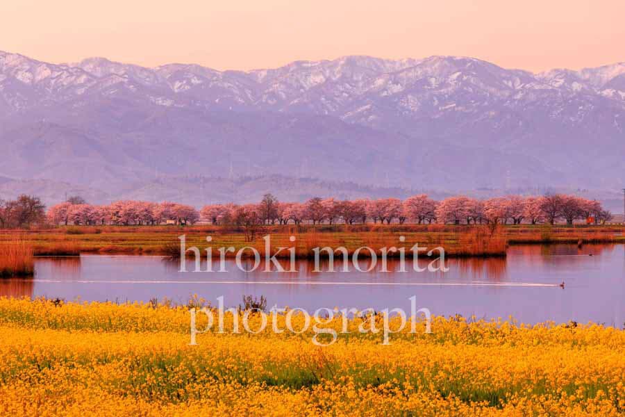 新潟県　湖畔の春　菜の花と桜と水鳥と五頭連峰
