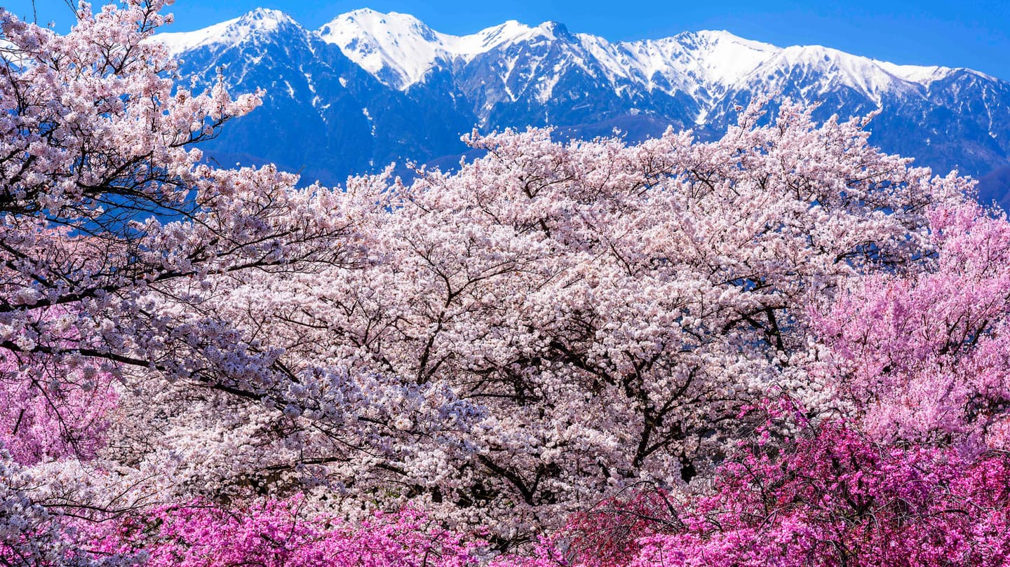 長野県　春の中央アルプス　桜と残雪の山