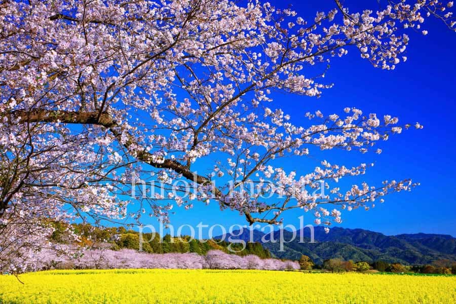 宮崎県　桜と菜の花　西都原