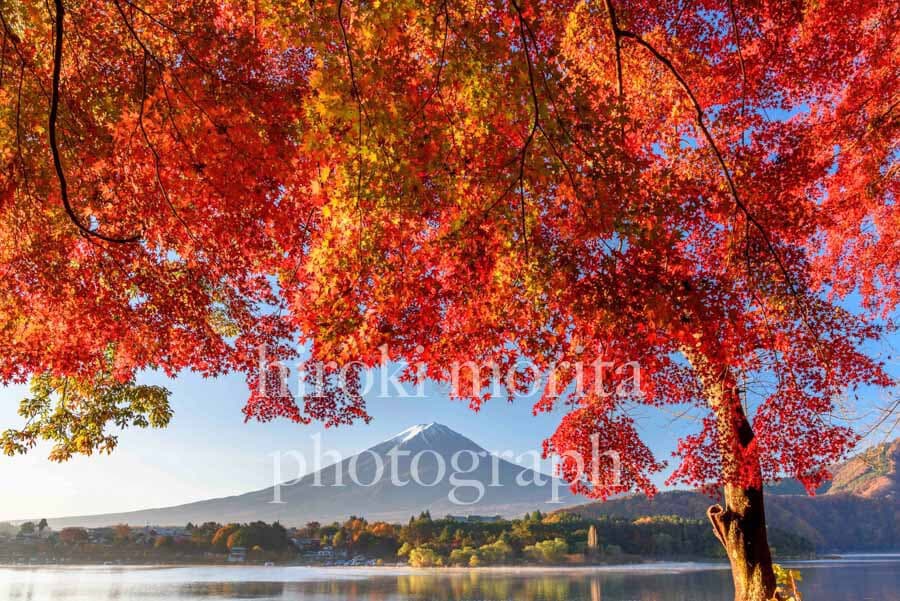 河口湖の紅葉　富士山
