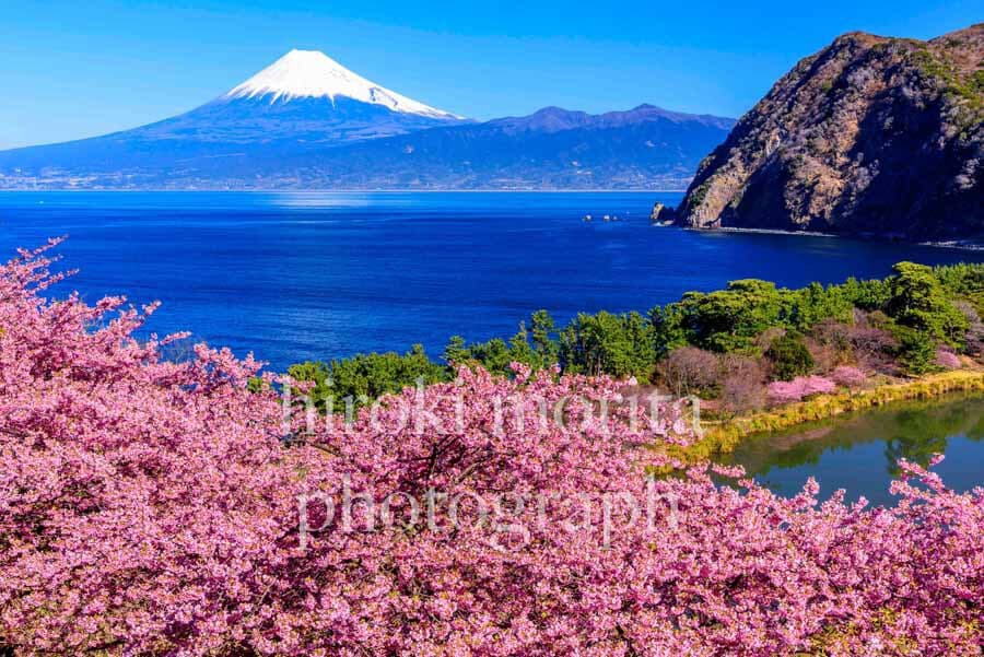 河津桜咲く海岸　富士山　伊豆
