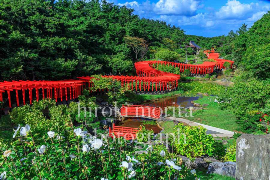 青森県　ムクゲ咲く髙山稲荷神社