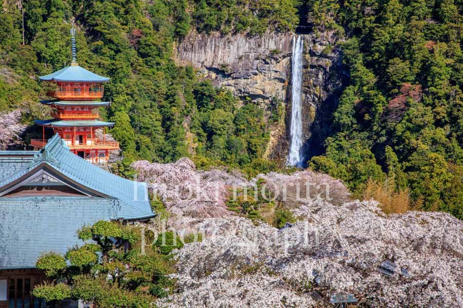 和歌山県　那智の滝　桜