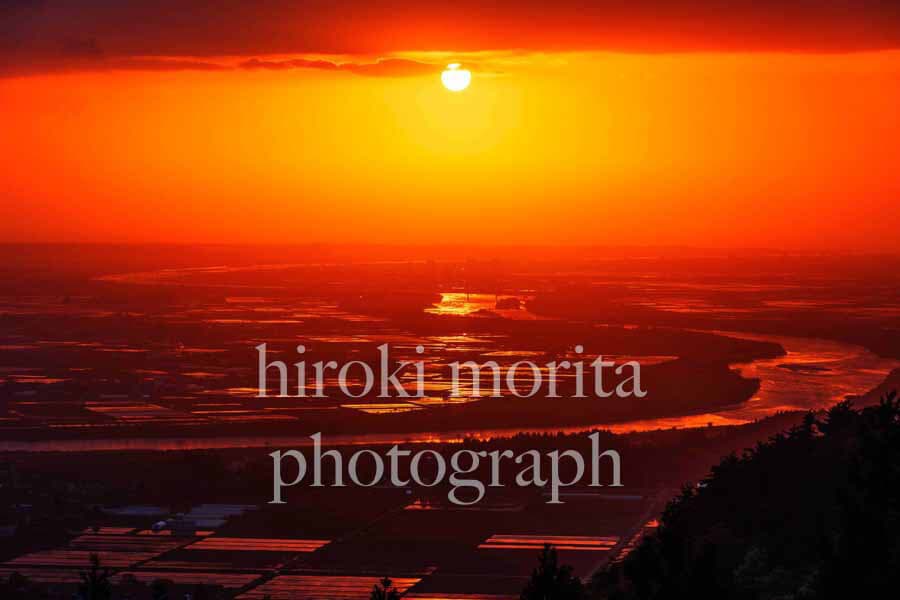山形県　西日輝く早苗の水田　最上川　庄内平野
