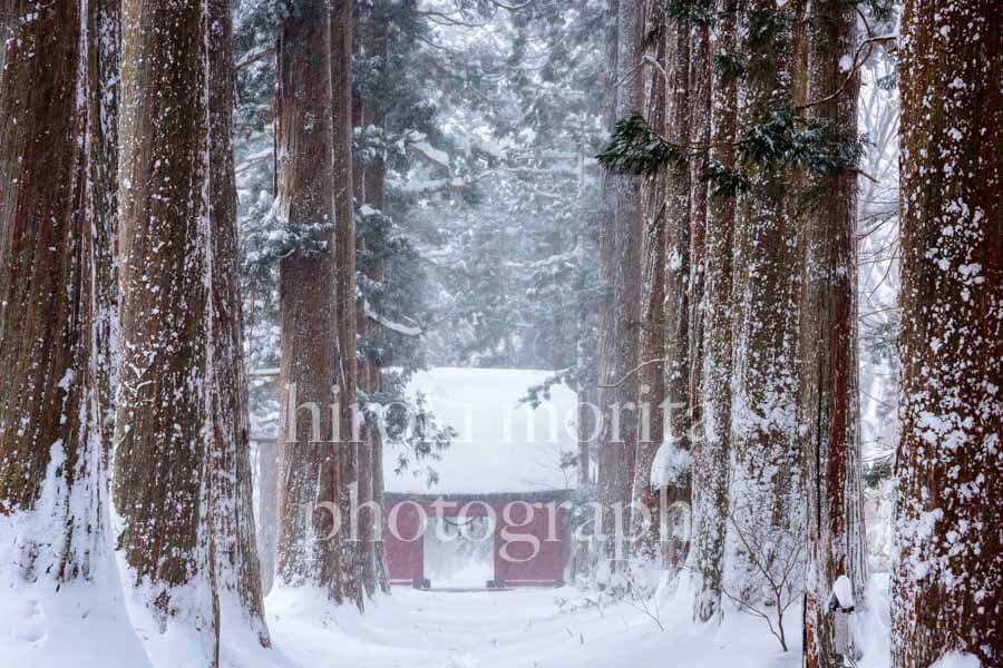 長野県　雪の参道　戸隠神社