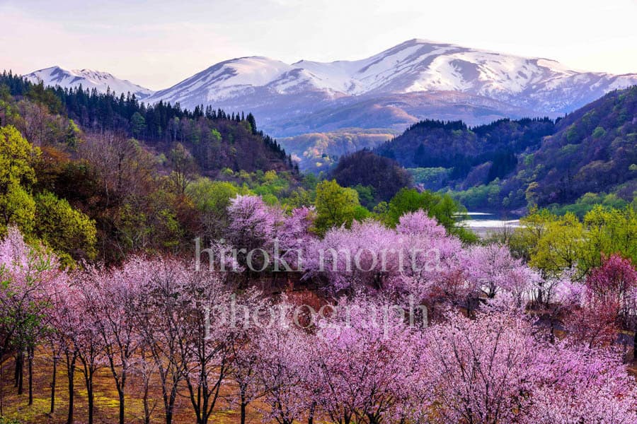 山形県　月山と桜と小川　大井川の桜