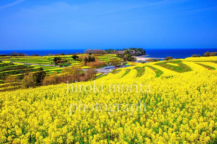 長崎県　菜の花の段々畑