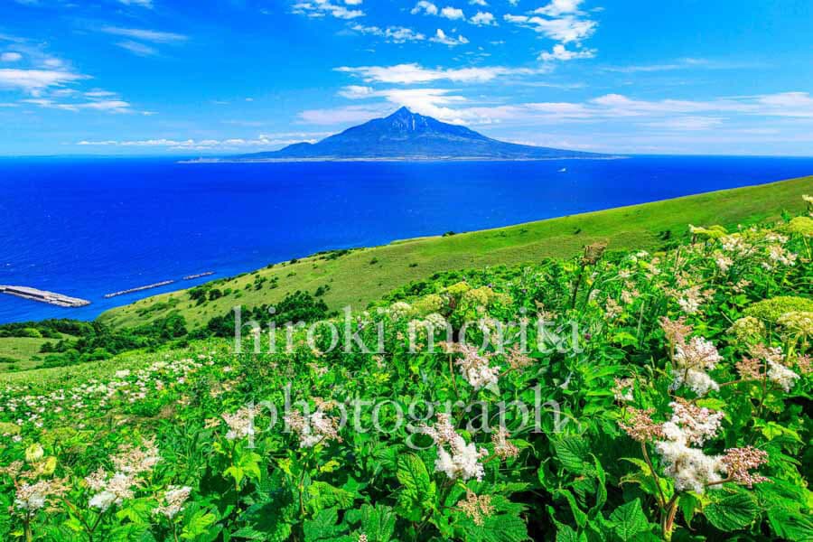 北海道　花の島 礼文島より利尻山