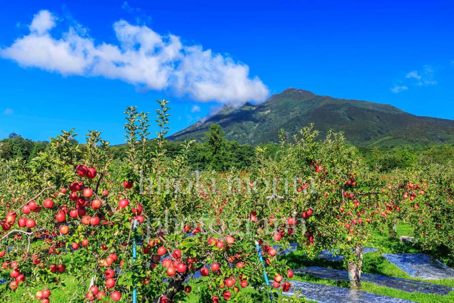 青森県　岩木山のりんご畑