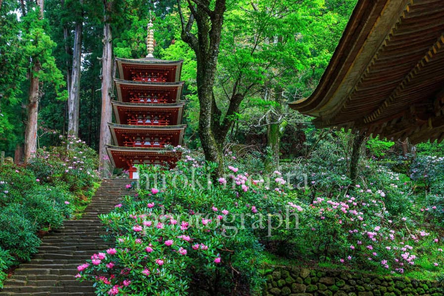 奈良県　石楠花の寺　室生寺